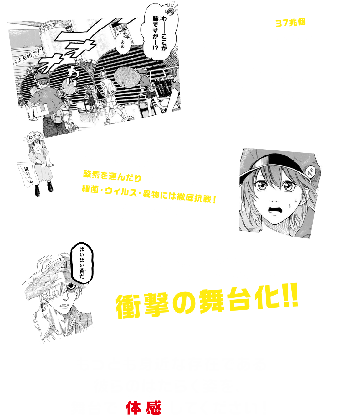 人間の体内におよそ37兆個あるといわれている細胞たち。白血球、赤血球、血小板、マクロファージ、記憶細胞、キラーT細胞、NK細胞、B細胞、マスト細胞etc…。私たちの生命維持のために酸素を運んだり、体内に入ってきた細菌・ウィルス・異物には徹底抗戦!そんな彼らには知られざるドラマがあって…?原作コミックスは累計発行部数150万部突破。TVアニメ化もされた大人気「体内擬人化」漫画、衝撃の舞台化!!もっとも身近な存在である彼らのはたらく姿を、舞台で“体感”してください!