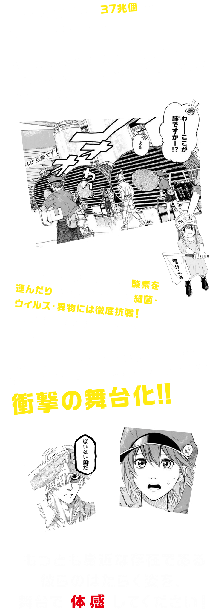 人間の体内におよそ37兆個あるといわれている細胞たち。白血球、赤血球、血小板、マクロファージ、記憶細胞、キラーT細胞、NK細胞、B細胞、マスト細胞etc…。私たちの生命維持のために酸素を運んだり、体内に入ってきた細菌・ウィルス・異物には徹底抗戦!そんな彼らには知られざるドラマがあって…?原作コミックスは累計発行部数150万部突破。TVアニメ化もされた大人気「体内擬人化」漫画、衝撃の舞台化!!もっとも身近な存在である彼らのはたらく姿を、舞台で“体感”してください!